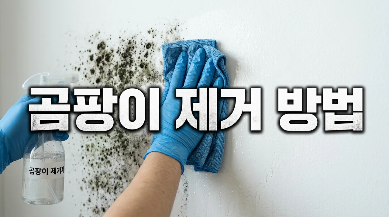 곰팡이 제거 방법 완벽 가이드: 베란다, 벽지, 욕실별 맞춤 해결법