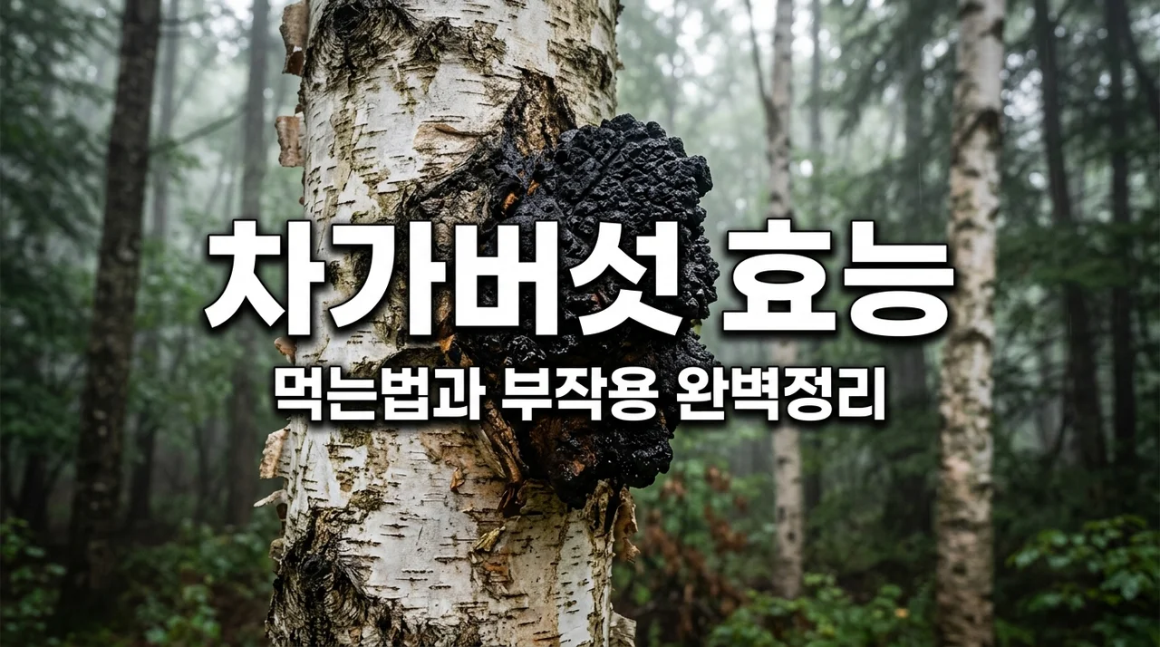 차가버섯 효능 및 분말 먹는방법, 부작용까지 2026년 최신판 정리