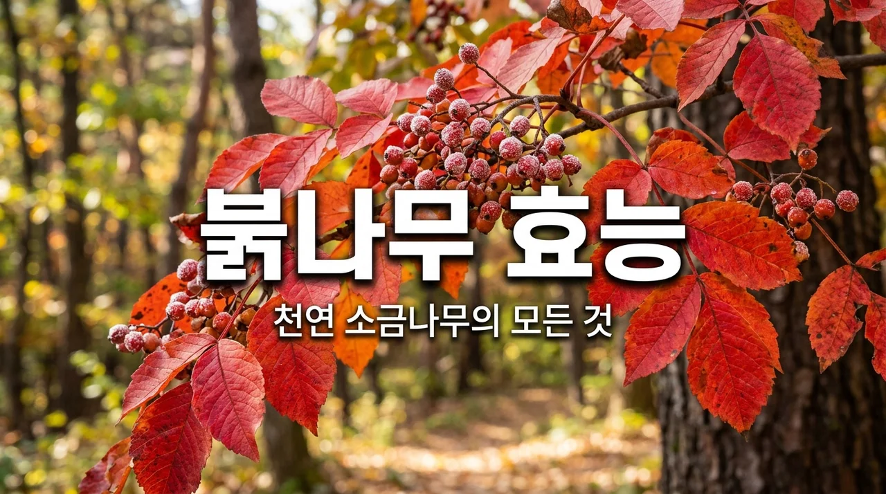북나무 효능 5가지와 부작용 주의사항 총정리 (피부염부터 소금 나무까지)