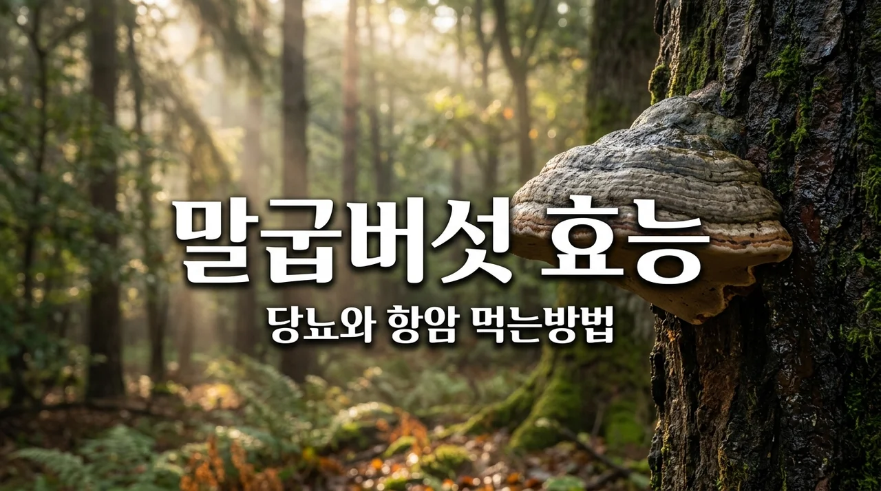 말굽버섯효능 7가지와 부작용! 당뇨 항암에 좋은 먹는법 총정리